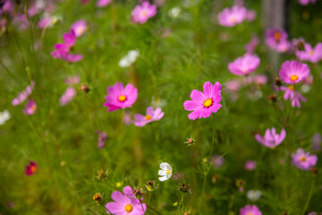 Obraz na płótnie Canvas Purple, pink, cosmos flowers in the garden background in vintage style soft focus.