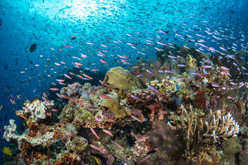 Fish schooling above pristine coral reef 
