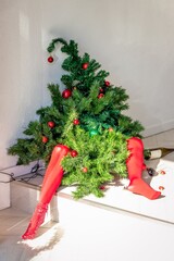 Obraz premium Concept after the holidays. Tired drunk Christmas tree in red tights