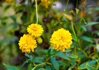 Beautiful yellow dahlia flower. Selective focus on flower.