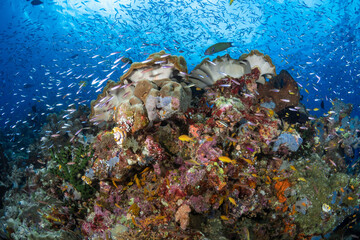 Fish schooling above pristine coral reef 
