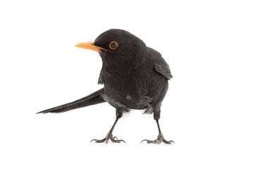 Eurasian Blackbird isolated on white background