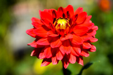 Beautiful red dahlia flower. Selective focus on flower.
