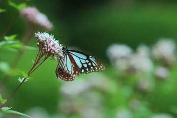 Fototapeta na wymiar Elegant butterfly