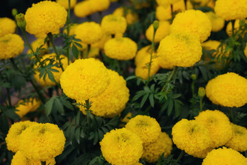 Beautiful marigold flowers in garden.