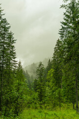 Hiking in the forest