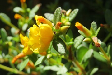 Yellow flowers in Florida zoological garden, closeup