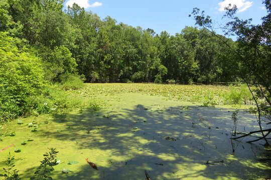 Beautiful View Of The Marshes Of North Florida 