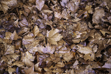Autumn leaves ground