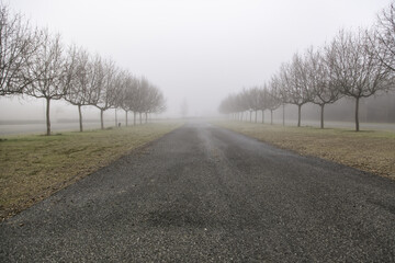 Fototapeta na wymiar Forest with fog