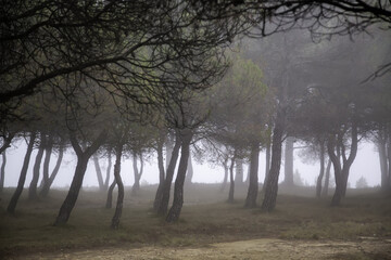 Fototapeta na wymiar Forest with fog