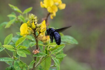 bee on a flower