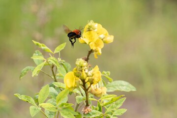 wasp seen from behind