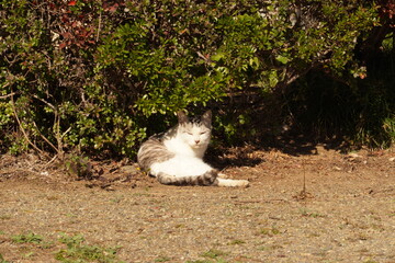 猫の日常写真です。この子はなかなか人間になつかないですね。遠くから睨まれています。上の草木と良い感じに一緒に睨まれている感じがして、なんだか変な気分です笑