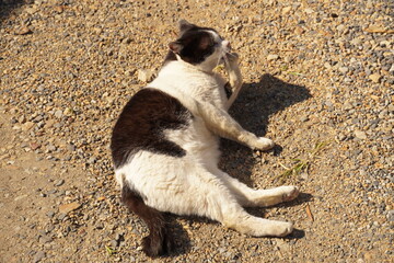 猫の昼寝の様子です。猫全体を写しておりますのでお好きにお使いいただければ幸いです。