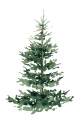 Green spruce hand drawn in watercolor isolated on a white background. Christmas tree. Watercolor illustration. Watercolor fir.
