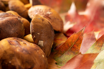 Thanksgiving day background decorated with forest mushrooms and autumn leaves. Autumn still life. Halloween holiday.