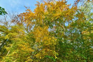 Fototapeta premium Buntes herbstliches Park Panorama im Sonnenschein