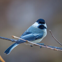 Close up portrait of a Black-capped chickadee (Poecile atricapillus) perched on a tree limb during autumn. Selective focus, background blur and foreground blur.
