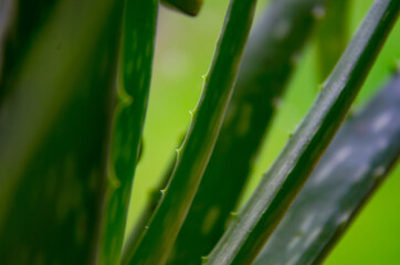 Close up view of aloe vera leaves.