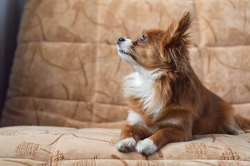 Chihuahua. Dog on the couch. Red-haired Chihuahua. Puppy. Brown eyes.