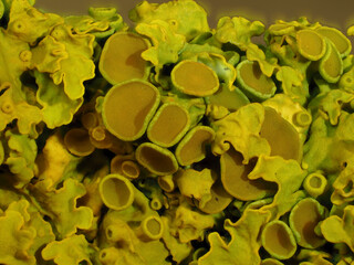 Gewöhnliche Gelbflechte (Xanthoria parietina) 
