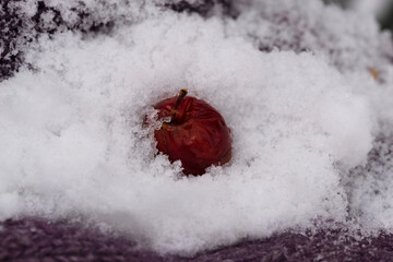 A red apple from a tree in the garden in white snow. winter background