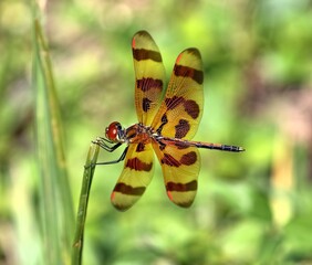 Orange and brown Dragonfly perched on a stem with green background. Anisoptera.