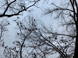 Bare tree branches with dark crows birds against gloomy sky.