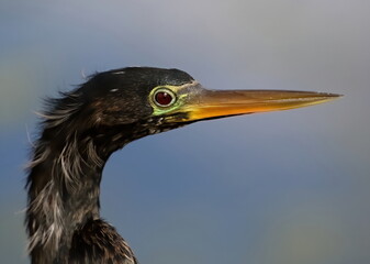 Close up head shot of an Anhinga in breeding colors.