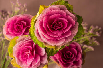 Ornamental Crane Red Brassica cabbage, rose-like flower