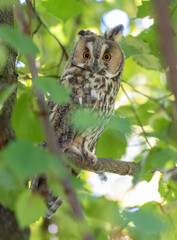 Waldohreule (Asio otus)