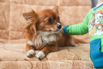 Chihuahua. The child is stroking the dog. Dog on the couch. Red-haired Chihuahua. Puppy. Brown eyes.