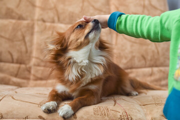 Chihuahua. The child is stroking the dog. Dog on the couch. Red-haired Chihuahua. Puppy. Brown eyes.