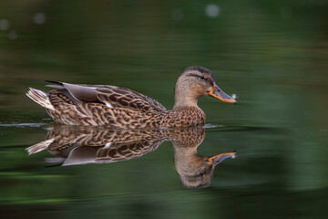 Stockente (Anas platyrhynchos) Weibchen