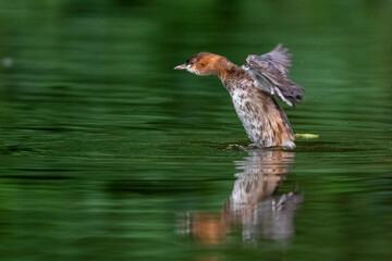 Zwergtaucher (Tachybaptus ruficollis)