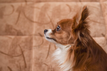 Chihuahua. Dog on the couch. Red-haired Chihuahua. Puppy. Brown eyes.