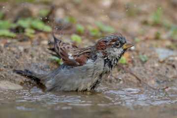 Haussperling (Passer domesticus) Männchen