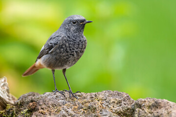 Hausrotschwanz (Phoenicurus ochruros) Männchen