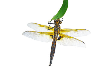 Dragonfly sitting on green leaf isolated on a white background