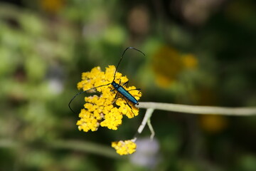 Promeces ist ein mittelgroßer Käfer aus der Familie der Bockkäfer (Cerambycidae), der in den südlichen Regionen Afrikas lebt. Hier in George, Südafrika.