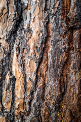  pin au milieu d'un pré