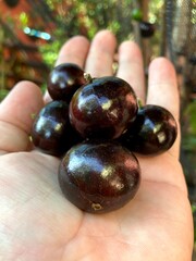Jabuticaba