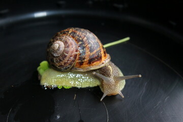 Escargot