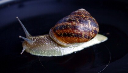 Escargot