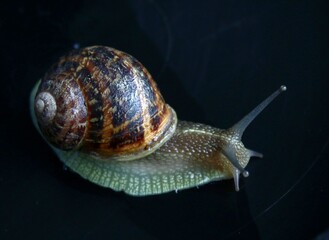 Escargot