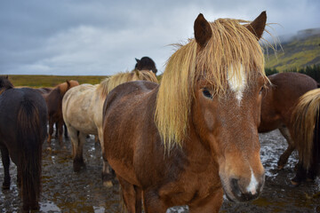 The Icelandic Horse