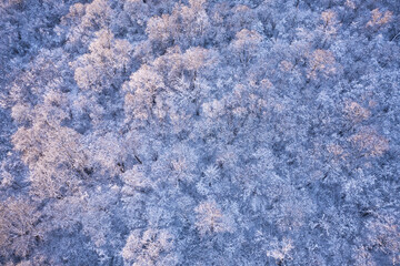Aerial drone top down fly over frozen winter forest. Trees covered with snow and frost. Landscape photography