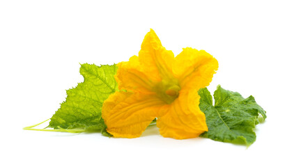 Yellow pumpkin flower.