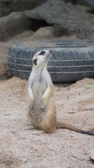 Fototapeta premium Meerkat looking for something. Suricata suricatta wild predators in natural environment. Wildlife scene from nature. Portrait of Meercat, Asian native animal, small carnivore mongoose family. Thailand